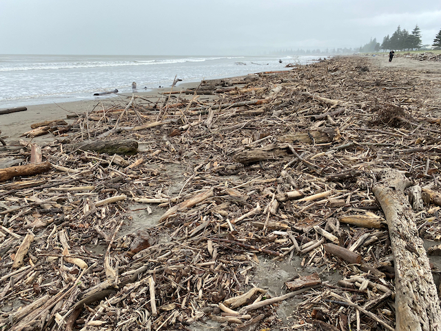 Beach covered in wood